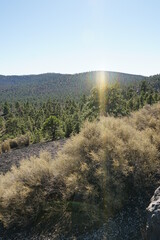 forest in the mountains