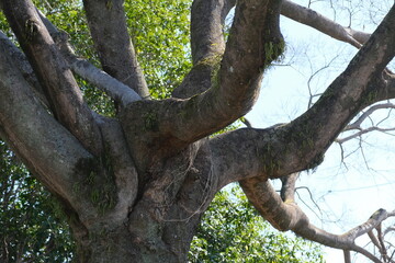 Fototapeta na wymiar Big tree trunk