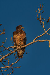 eagle on a branch