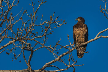eagle in tree