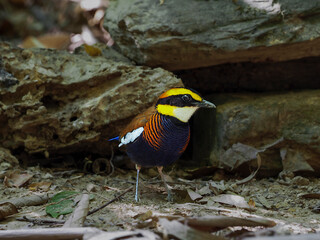 Malayan Banded PItta in the Public nation park at south of Thailand