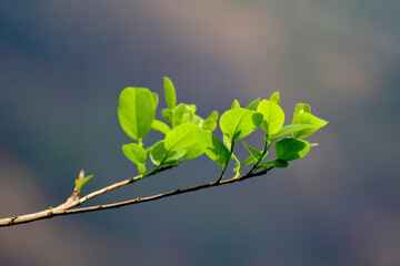 Green leaves are beautiful nature