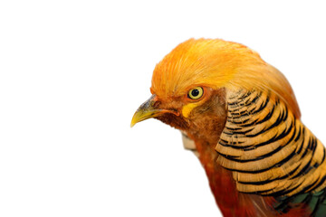 Closeup Golden Pheasant isolated on white background