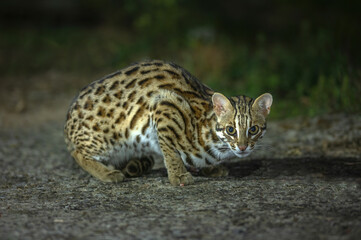 Closeup leopard cat in the wild