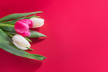 Pink and white tulips flower on red background. Romantic concept for womens day, mothers day, Valentine's Day. Flat lay with copyspace