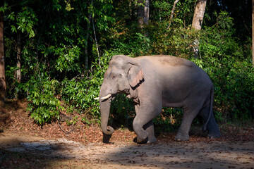 Male Asian wild elephants have beautiful tusks.