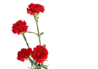 Red carnations flower