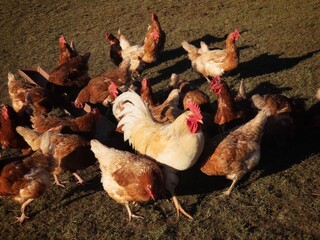 Free range brown laying hens and white rooster in green grass walking and feeding