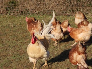 Free range brown laying hens and white rooster in green grass walking and feeding
