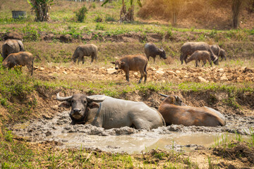   Water  buffaloes,  Swamp Buffalo soaked happily in mud water on summer at the rural village in Thailand.