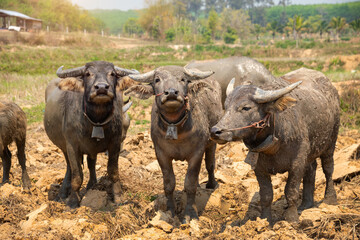 Fototapeta premium Water buffalo, Thai buffalo herd is looking at visitors, Thai buffalo.Buffalo herd.
