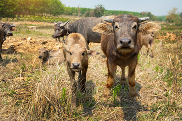 Water buffalo, Thai buffalo herd is looking at visitors, Thai buffalo.Buffalo herd.