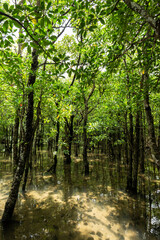 Very green mangrove trees with their roots under seawater illuminates by the sunlight. Iriomote Island.