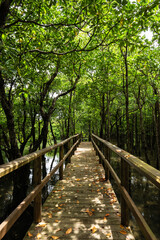 Path with dry leaves on the ground that lead to observe the mangrove and its flora and fauna at Omiya Road Park. Iriomote Island.