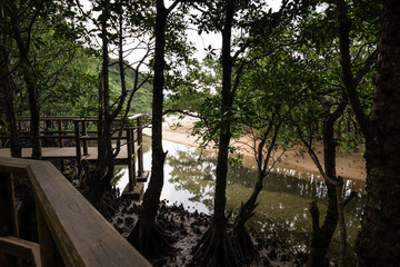 Path that lead to observe the mangrove and its flora at Omiya Road Park. Iriomote Island.