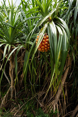 Obraz premium Typical plant from Okinawa region with orange fruit and sawn leaves. (Pandanus odoratissimus).