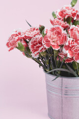Beautiful blooming pink carnations