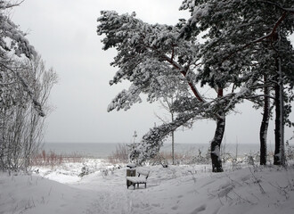 Snow covered pine trees and a bench in the forest by the winter sea, selective focus