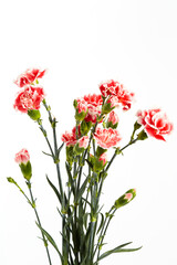 Beautiful pink carnations flower