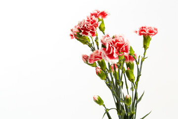 Beautiful pink carnations flower