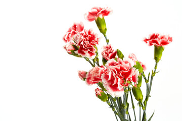 Fototapeta premium Beautiful pink carnations flower