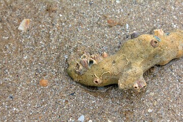 The texture of coral reef fragments on the beach
