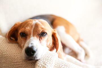 お眠なビーグル犬