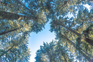 Pictures of the ski slopes at Whistler, BC, Canada. 