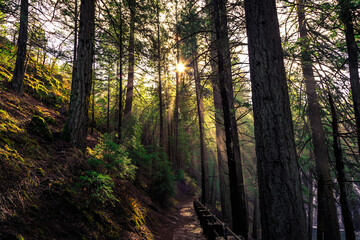 Burney Forest Light, McArthur-Burney Falls Memorial State Park, California