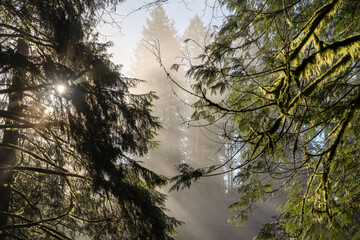 Forrest surrounding Vancouver, British Colombia 