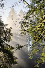 Forrest surrounding Vancouver, British Colombia 