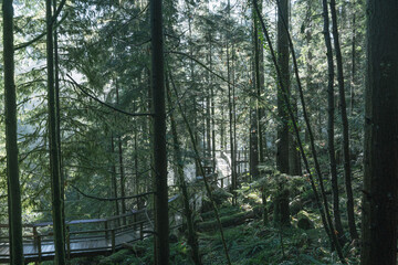 Forrest surrounding Vancouver, British Colombia 