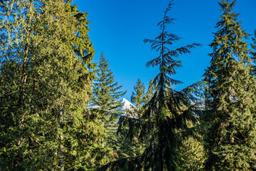 Forrest surrounding Vancouver, British Colombia 