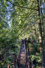 Fototapeta premium Forrest surrounding Vancouver, British Colombia 