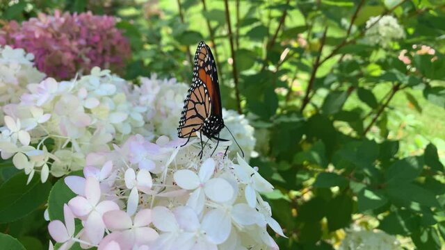 Monarch Butterfly Feeding on Hydrangea Flowers