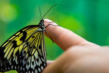 Butterfly On Finger