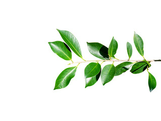 Green leaves branch isolated on white background with clipping path.