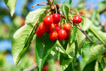 Organic cherry and green leaves on the tree