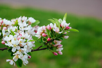 Beautiful nature scene with blooming tree spring blossom on sunny day