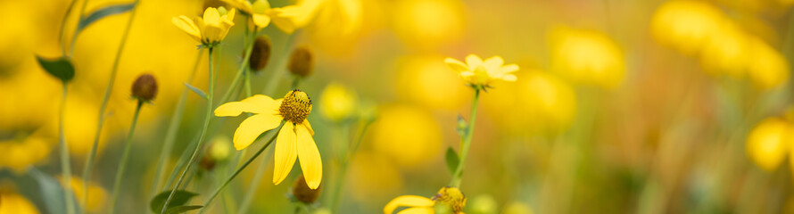 Closeup of yellow flower on blurred nature background under sunlight with copy space using as background natural flora landscape, ecology cover page concept.