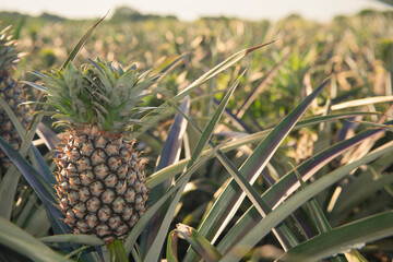 Pineapple fields in Veracruz, México 