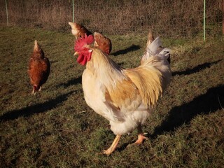 White free range rooster in green grass, close up portrait