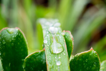 Gotas en planta