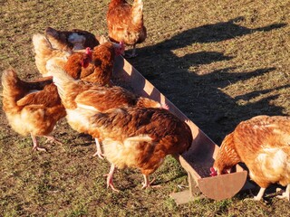Free range brown laying hens in green grass walking and feeding