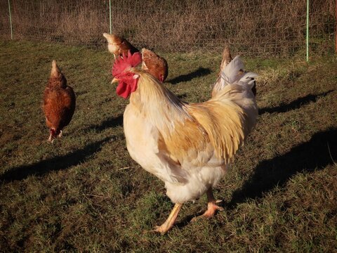 White free range rooster in green grass, close up portrait