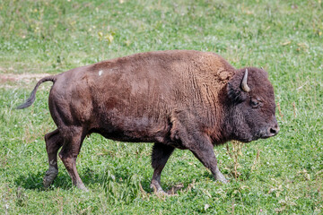 A Single American Bison on Grass