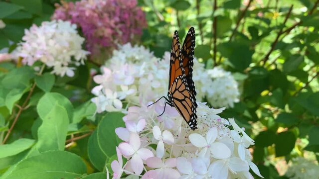 Monarch Butterfly Feeding on a White Hydrangea Close Up
