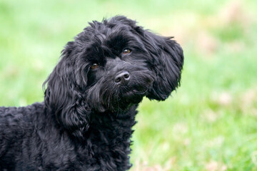 Cute black Cockerpoo puppy