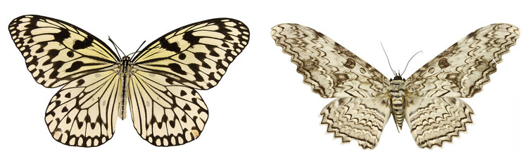 Thysania agrippina isolated. Idea leuconoe isolated.mix set of beautiful butterflies on a white background. set of butterflies. white butterfly isolated on white background.set butterflies on white 