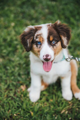 Australian Shepherd puppies play in grass